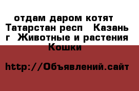 отдам даром котят - Татарстан респ., Казань г. Животные и растения » Кошки   